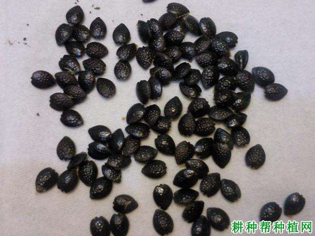 百香果如何用种子育苗？