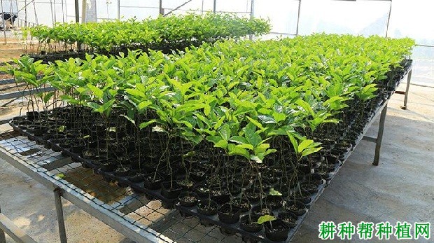百香果如何用种子育苗？