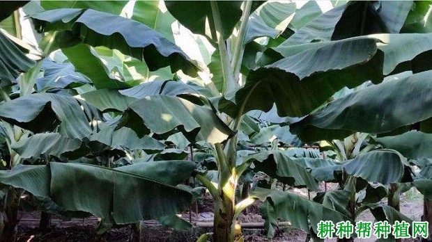 中蕉3号香蕉品种好不好? 中蕉3号香蕉品种好不好?