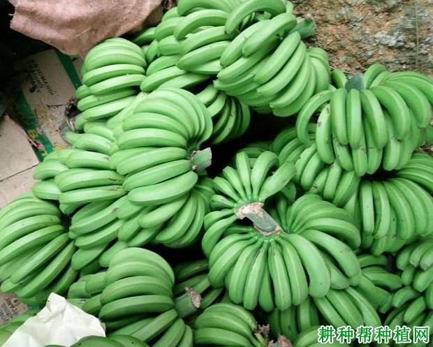 闽选矮蕉香蕉品种好不好? 闽选矮蕉香蕉品种好不好?