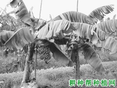 闽选矮蕉香蕉品种好不好? 闽选矮蕉香蕉品种好不好?