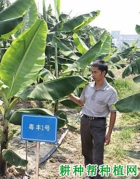 粤丰1号香蕉品种好不好？
