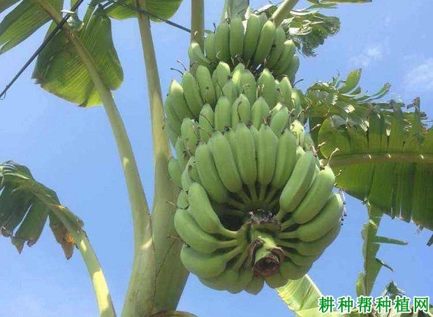 矮粉1号粉蕉品种好不好? 矮粉1号粉蕉品种好不好?