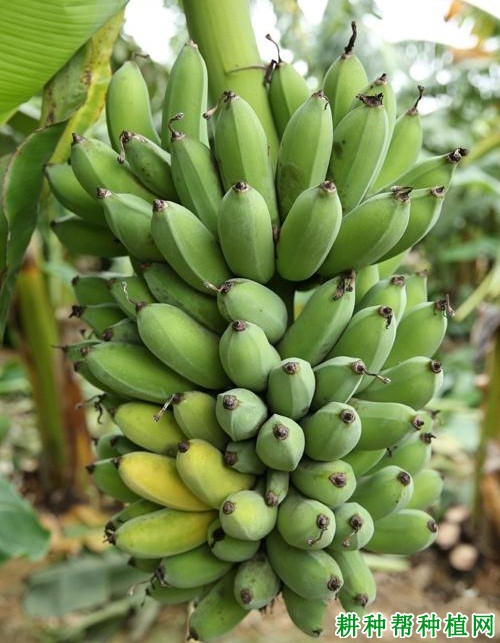 矮粉1号粉蕉品种好不好? 矮粉1号粉蕉品种好不好?