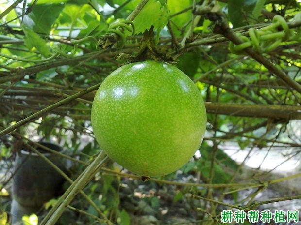 巨无霸百香果品种好不好? 巨无霸百香果品种好不好?