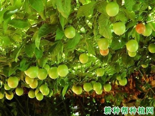 巨无霸百香果品种好不好? 巨无霸百香果品种好不好?