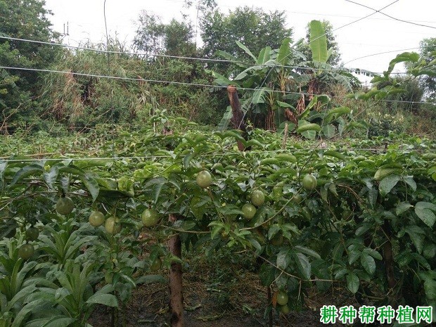 华扬1号百香果品种好不好? 华扬1号百香果品种好不好?