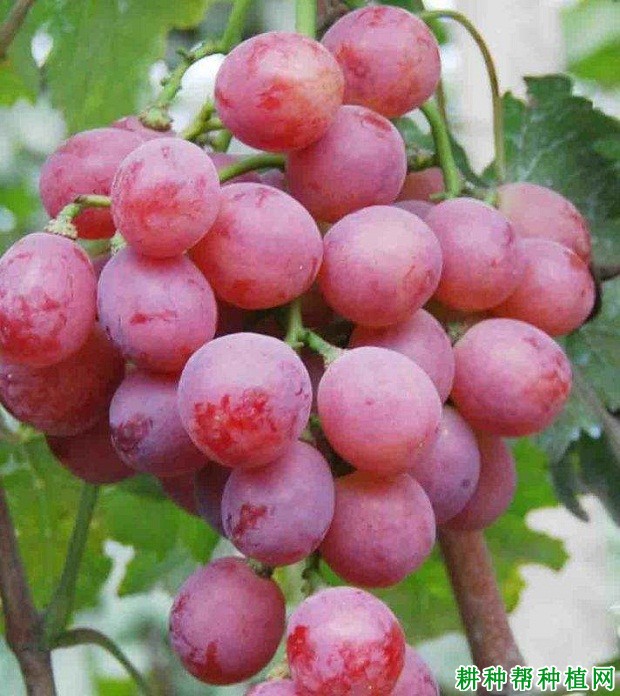 红太阳葡萄品种好不好? 红太阳葡萄品种好不好?