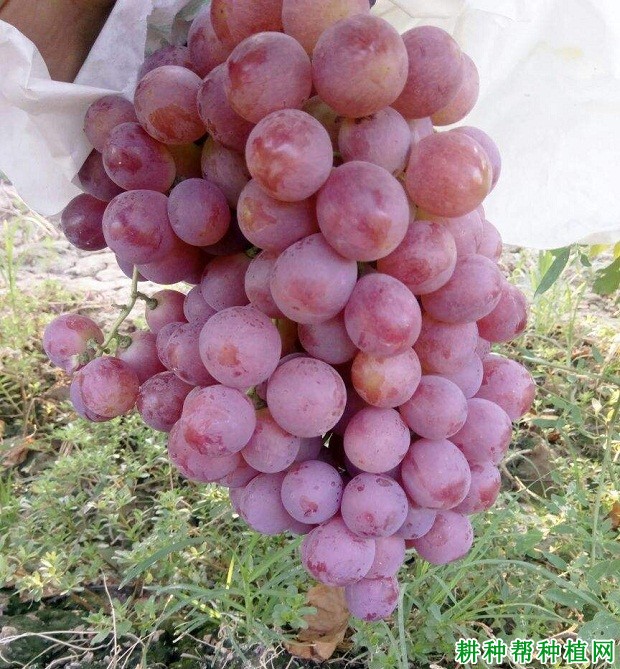 红太阳葡萄品种好不好? 红太阳葡萄品种好不好?
