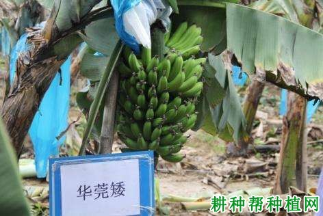 华莞矮香蕉品种好不好? 华莞矮香蕉品种好不好?