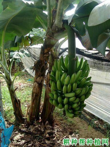 华莞矮香蕉品种好不好? 华莞矮香蕉品种好不好?