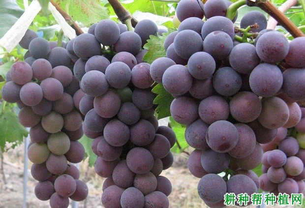 鄞红葡萄品种好不好? 鄞红葡萄品种好不好?