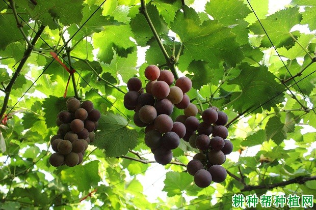 鄞红葡萄品种好不好? 鄞红葡萄品种好不好?