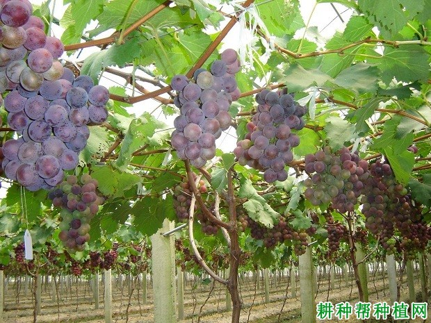 鄞红葡萄品种好不好? 鄞红葡萄品种好不好?