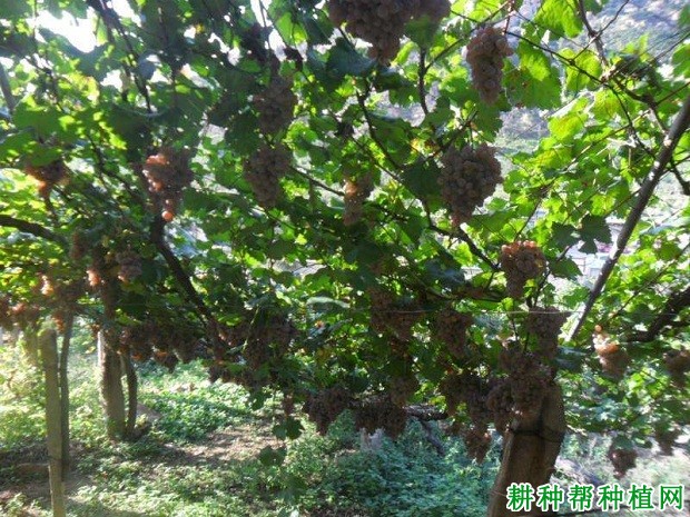 玫瑰香葡萄品种好不好? 玫瑰香葡萄品种好不好?