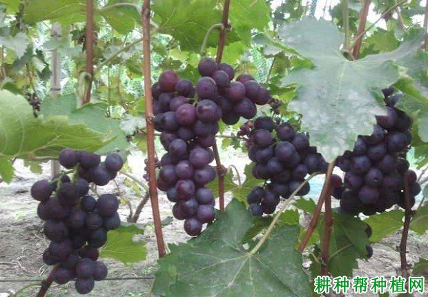 玫瑰香葡萄品种好不好? 玫瑰香葡萄品种好不好?