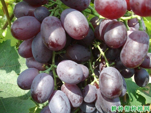 玫瑰香葡萄品种好不好? 玫瑰香葡萄品种好不好?