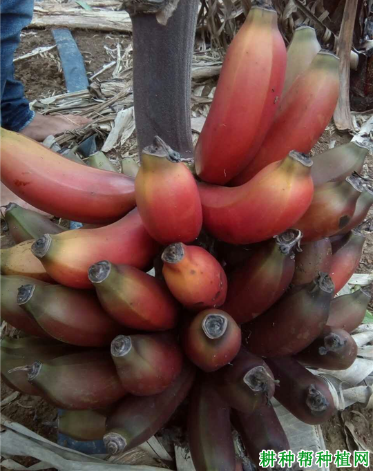 桂红蕉1号香蕉品种好不好? 桂红蕉1号香蕉品种好不好?