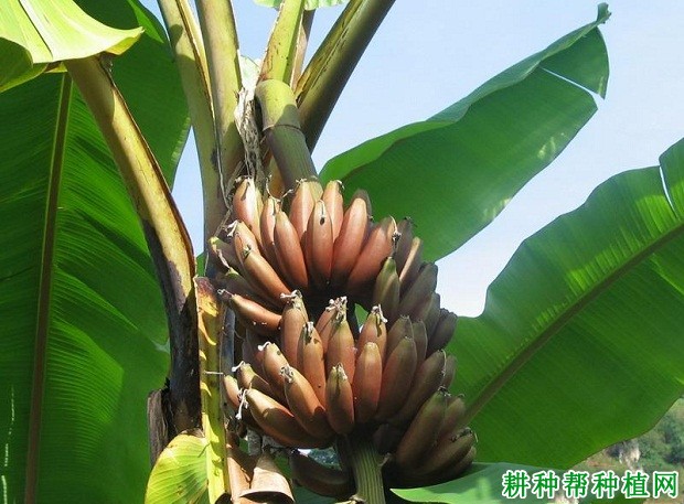 桂红蕉1号香蕉品种好不好? 桂红蕉1号香蕉品种好不好?