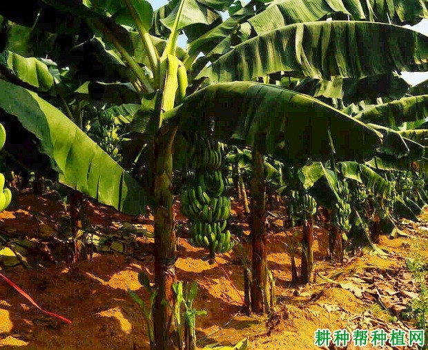 桂蕉早1号香蕉品种好不好? 桂蕉早1号香蕉品种好不好?