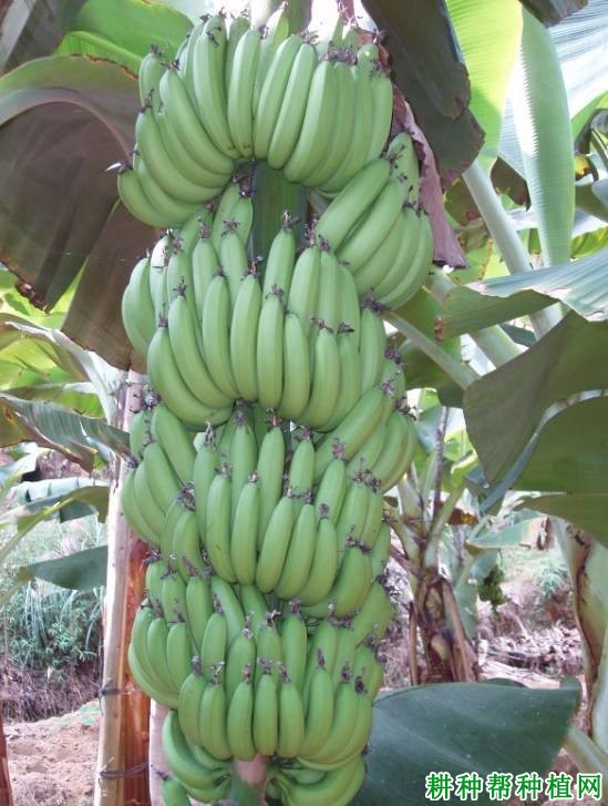 桂蕉3号香蕉品种好不好? 桂蕉3号香蕉品种好不好?