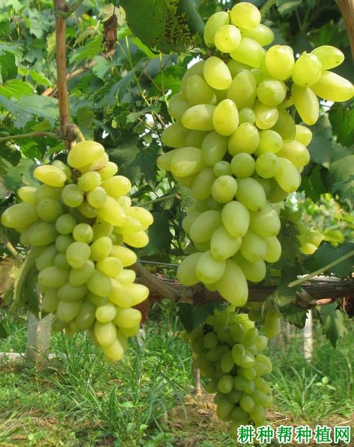 玉手指葡萄品种好不好? 玉手指葡萄品种好不好?
