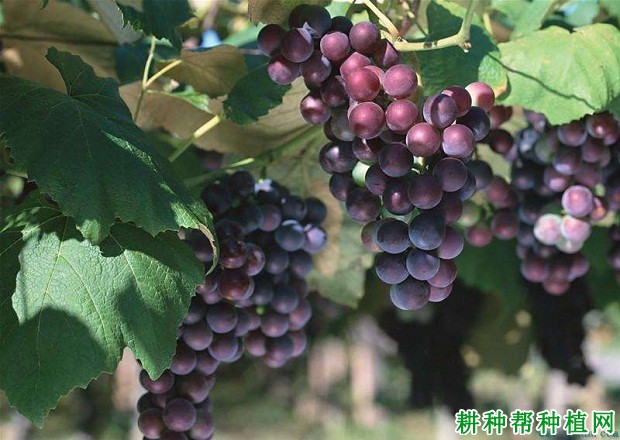 红旗特早玫瑰葡萄品种好不好? 红旗特早玫瑰葡萄品种好不好?