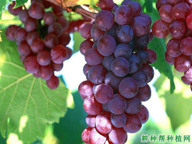 红旗特早玫瑰葡萄品种好不好? 红旗特早玫瑰葡萄品种好不好?