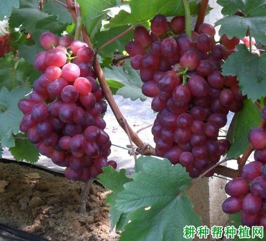 红旗特早玫瑰葡萄品种好不好? 红旗特早玫瑰葡萄品种好不好?