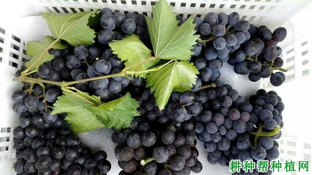 秋黑宝葡萄品种好不好? 秋黑宝葡萄品种好不好?
