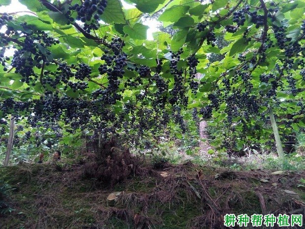 野酿2号葡萄品种好不好? 野酿2号葡萄品种好不好?