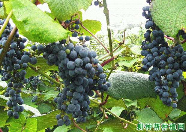 野酿2号葡萄品种好不好? 野酿2号葡萄品种好不好?