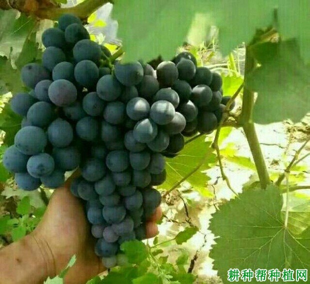 秋黑宝葡萄品种好不好? 秋黑宝葡萄品种好不好?