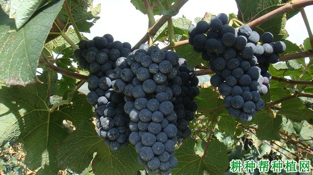 野酿2号葡萄品种好不好? 野酿2号葡萄品种好不好?