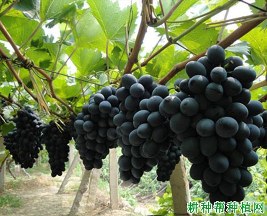 秋黑宝葡萄品种好不好? 秋黑宝葡萄品种好不好?