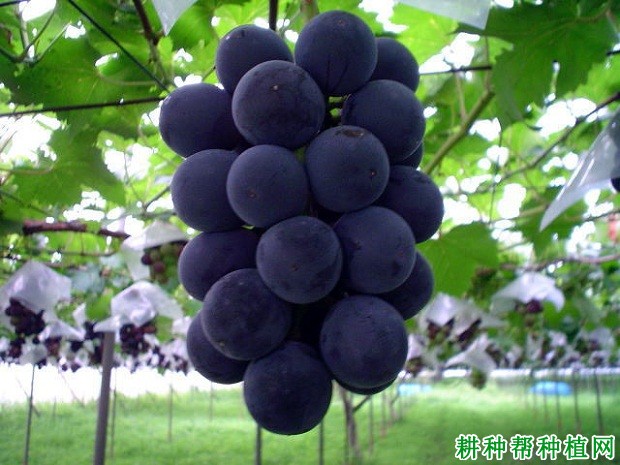 烟葡一号葡萄品种好不好? 烟葡一号葡萄品种好不好?