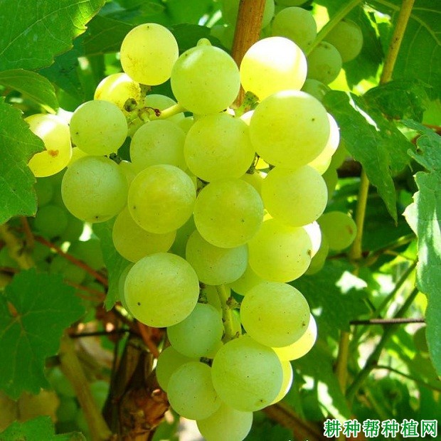 园玉葡萄品种好不好? 园玉葡萄品种好不好?