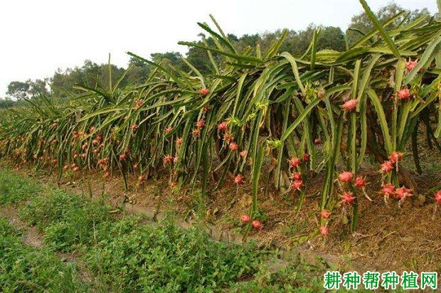 莞华红粉火龙果品种好不好？