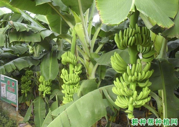 中粉1号香蕉品种好不好? 中粉1号香蕉品种好不好?