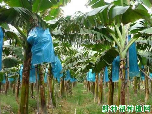 中粉1号香蕉品种好不好? 中粉1号香蕉品种好不好?