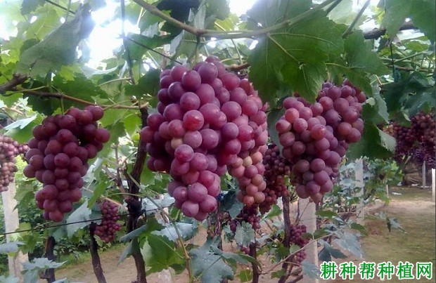 丽红宝葡萄品种好不好? 丽红宝葡萄品种好不好?