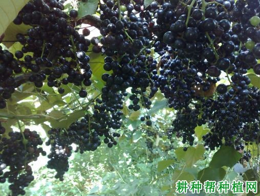 水源11号葡萄品种好不好? 水源11号葡萄品种好不好?