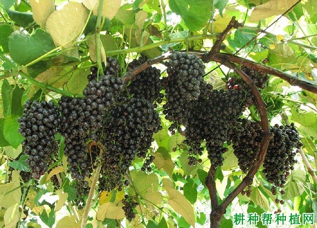 水源11号葡萄品种好不好? 水源11号葡萄品种好不好?