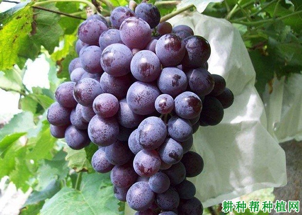 桂葡7号葡萄品种好不好? 桂葡7号葡萄品种好不好?