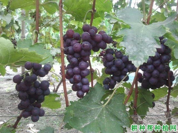 桂葡7号葡萄品种好不好? 桂葡7号葡萄品种好不好?