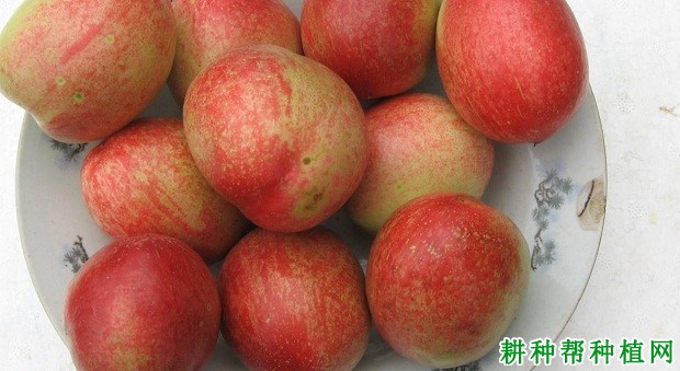 白玉油桃品种好不好? 白玉油桃品种好不好?