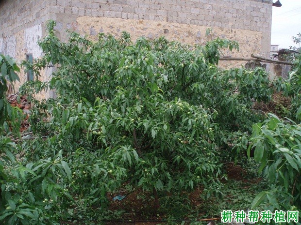 白玉油桃品种好不好? 白玉油桃品种好不好?