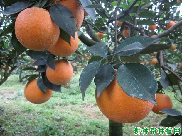 右桂夏橙品种好不好? 右桂夏橙品种好不好?