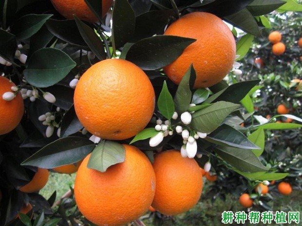 右桂夏橙品种好不好? 右桂夏橙品种好不好?