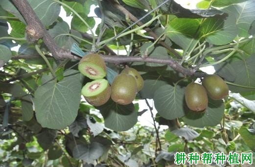 红什1号猕猴桃品种好不好? 红什1号猕猴桃品种好不好?